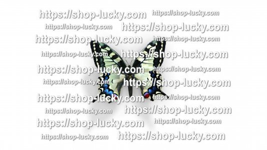 Vibrant Image of a Butterfly - PNG,-JPG - MP4 - 4k