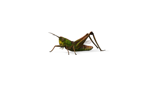 Grasshopper iAvatar HD + Motions for Iclone 8