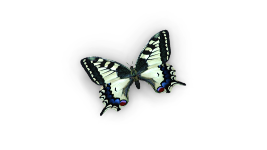 Collection of Butterflies  + All Motions for Iclone 8