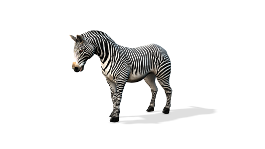 African Animals iAvatar 3D Models for Iclone 8 + Motions