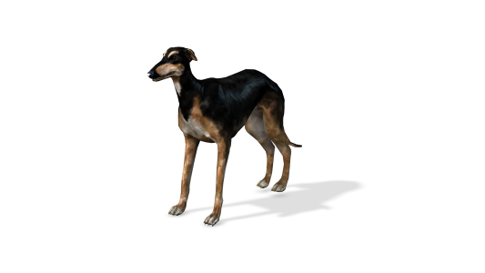 Dogs Bundle Iprops (3D Models) + Motions for Iclone 8